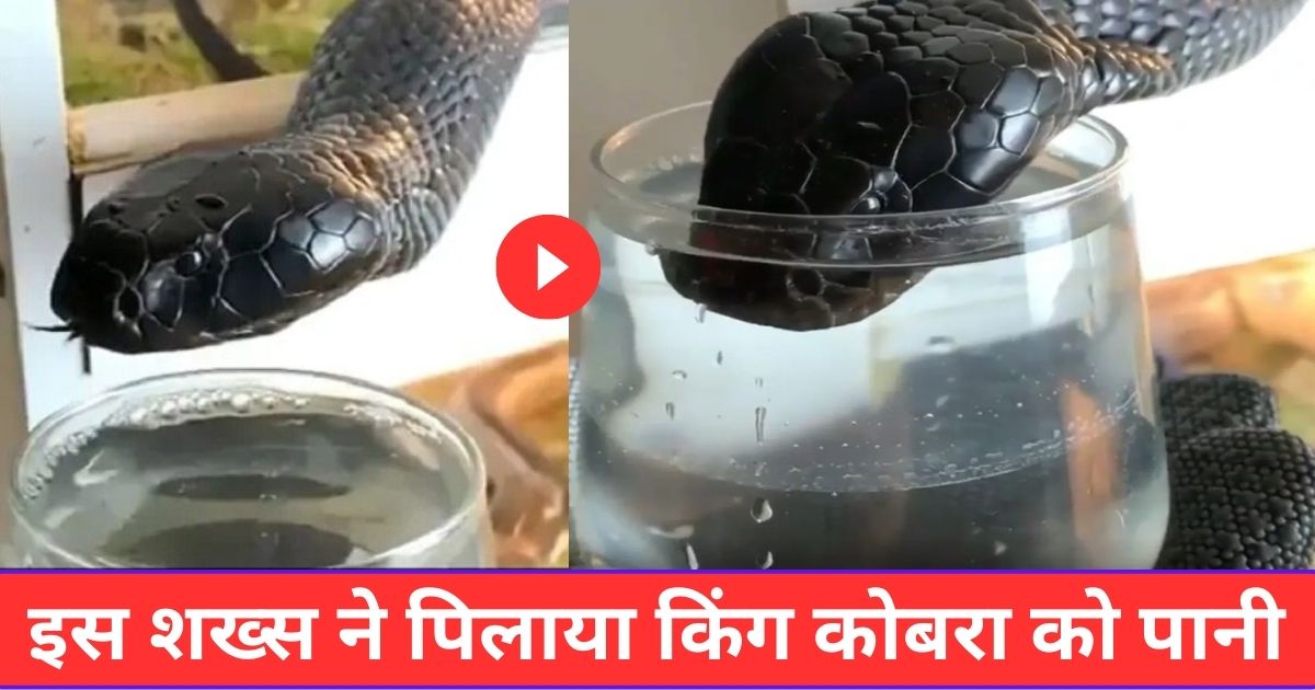 Not caring for his life this man gave water to King Cobra