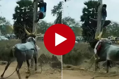 Seeing the angry bull lying behind, the young man climbed on the pole