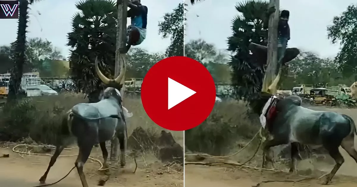 Seeing the angry bull lying behind, the young man climbed on the pole