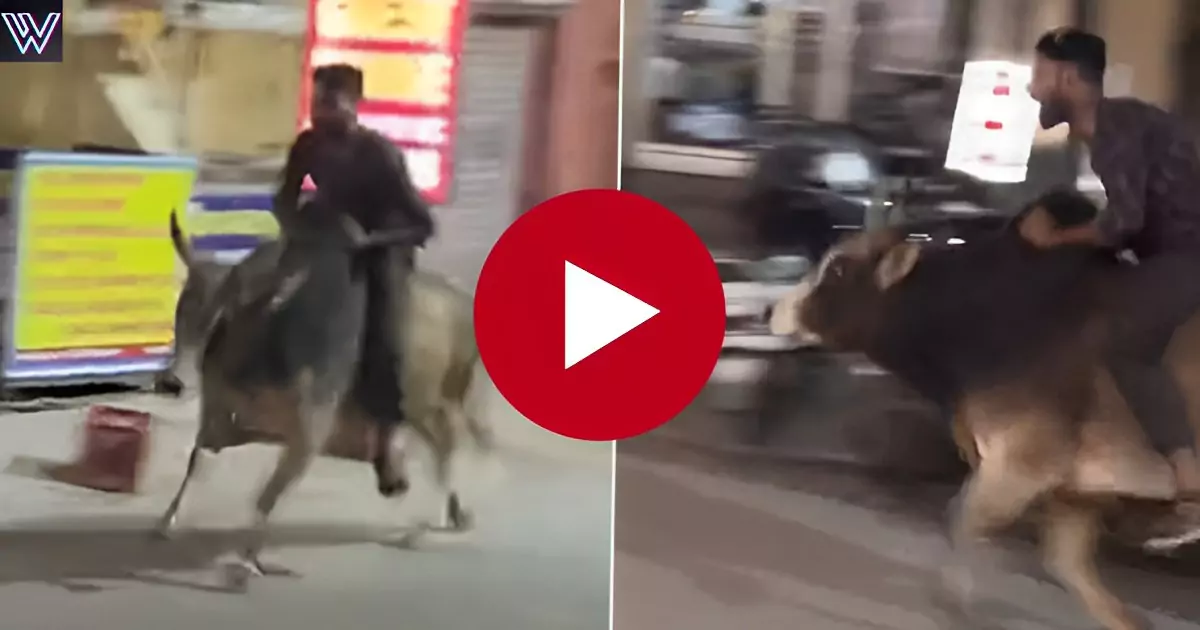 The person enjoyed by taking the bull as a ride