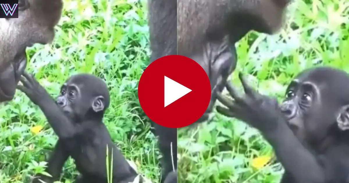 When baby gorilla met his father for the first time