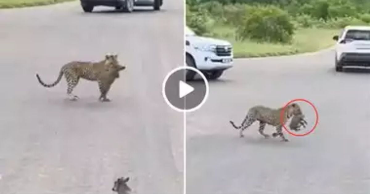 Leopard stood holding the wild boar