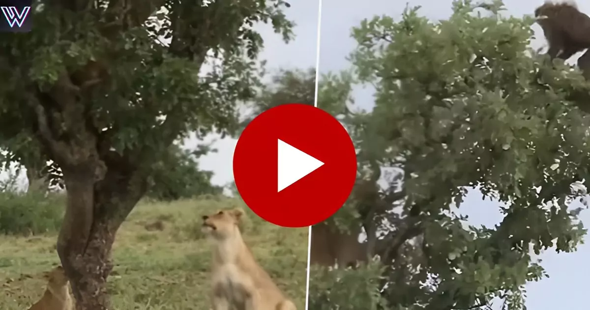 A herd of ferocious lions lying behind the langur