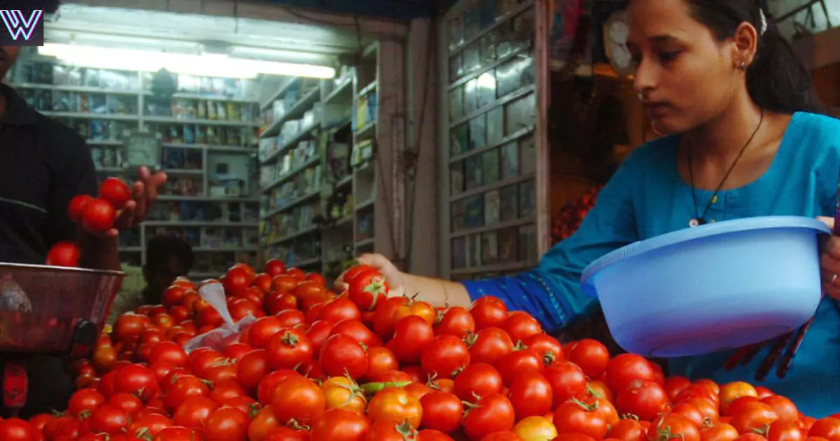 Big drop in tomato prices