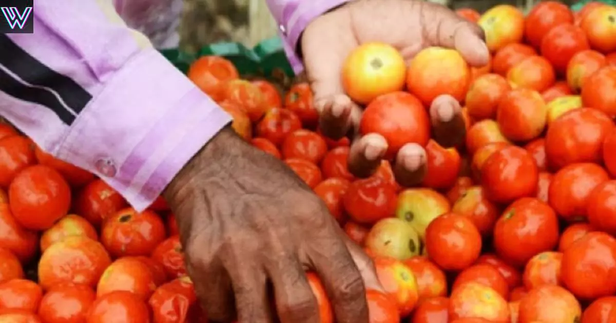Sale of tomato at the rate of Rs 50 per kg