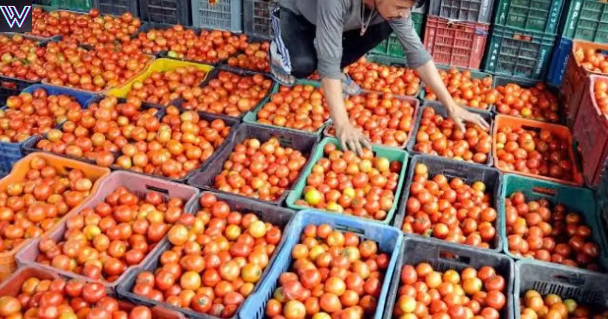cheap tomato mega sale in delhi