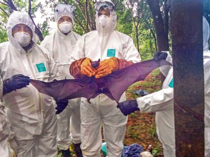 Deadly Nipah virus is spreading rapidly
