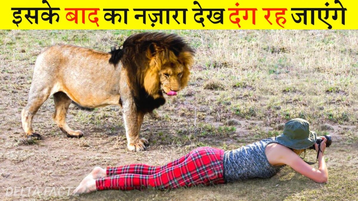 Lion Attack On Photographer