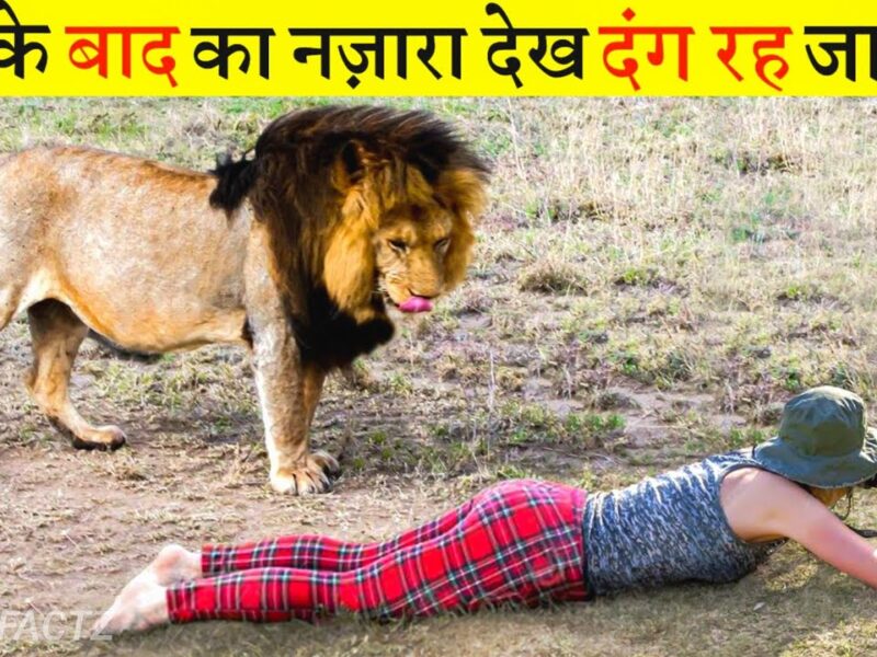 Lion Attack On Photographer