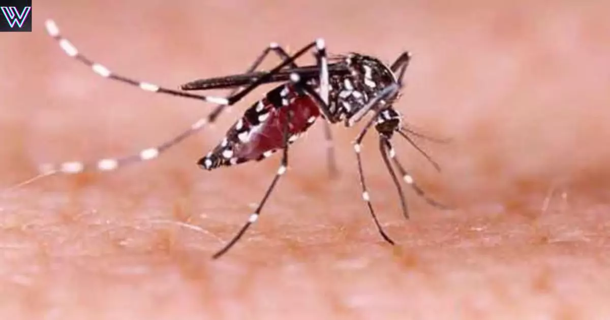 Dengue terror in Delhi, cases increased 14 times compared to last year