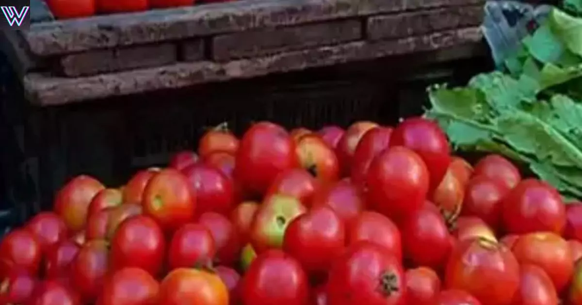 Tomato prices fell to zero in just a month