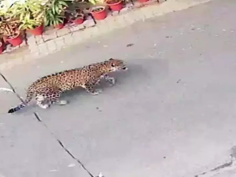 An atmosphere of panic due to the sighting of a cheetah-like animal in this area of ​​Delhi