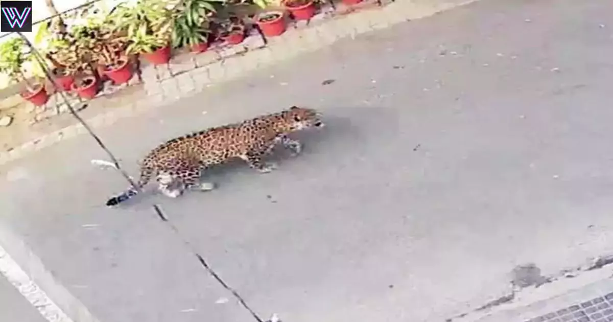 An atmosphere of panic due to the sighting of a cheetah-like animal in this area of ​​Delhi