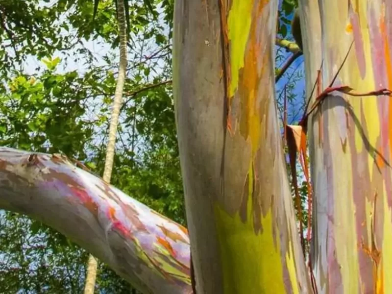 This tree of 7 colors is called Rainbow Tree