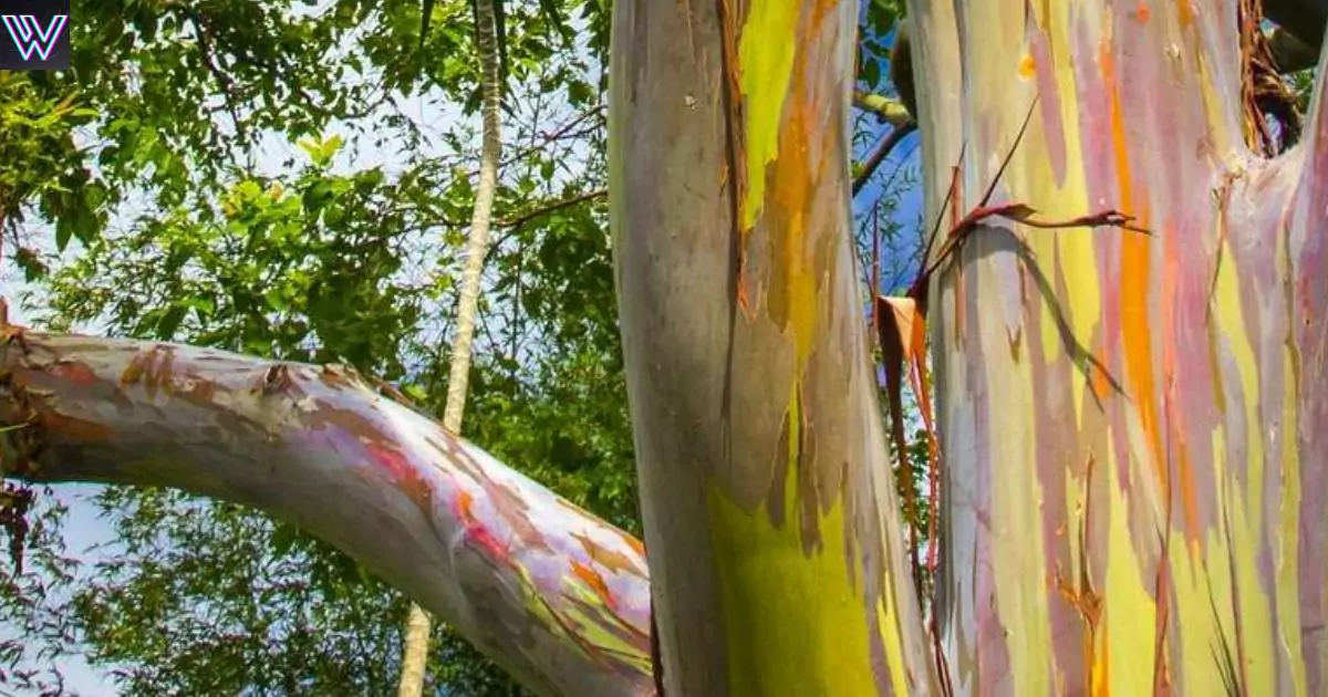 This tree of 7 colors is called Rainbow Tree